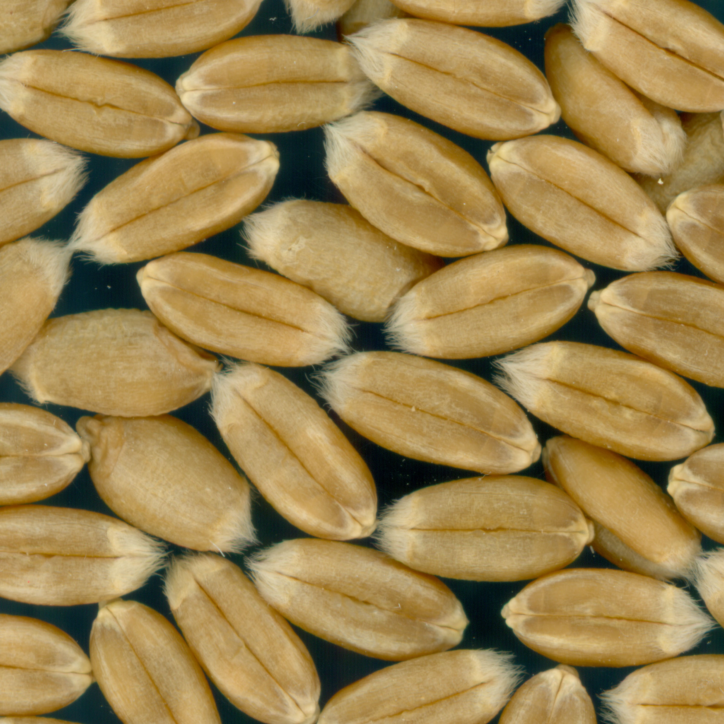 KERNELS